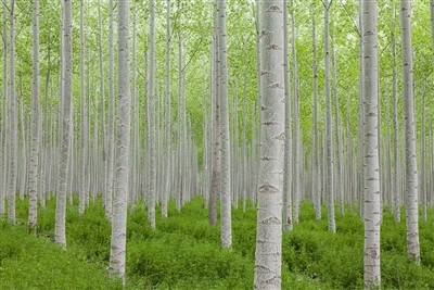 What Is Poplar Plywood?